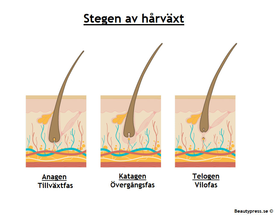 Faser av hårbäxt